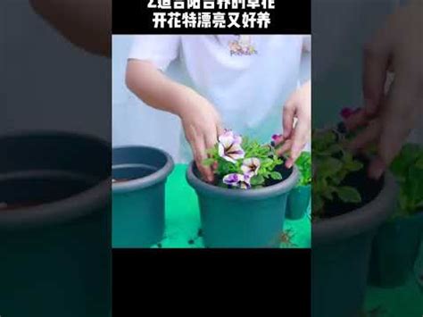 陽台種花招財|陽台植物招財妙招！4種植物讓你財源滾滾來 